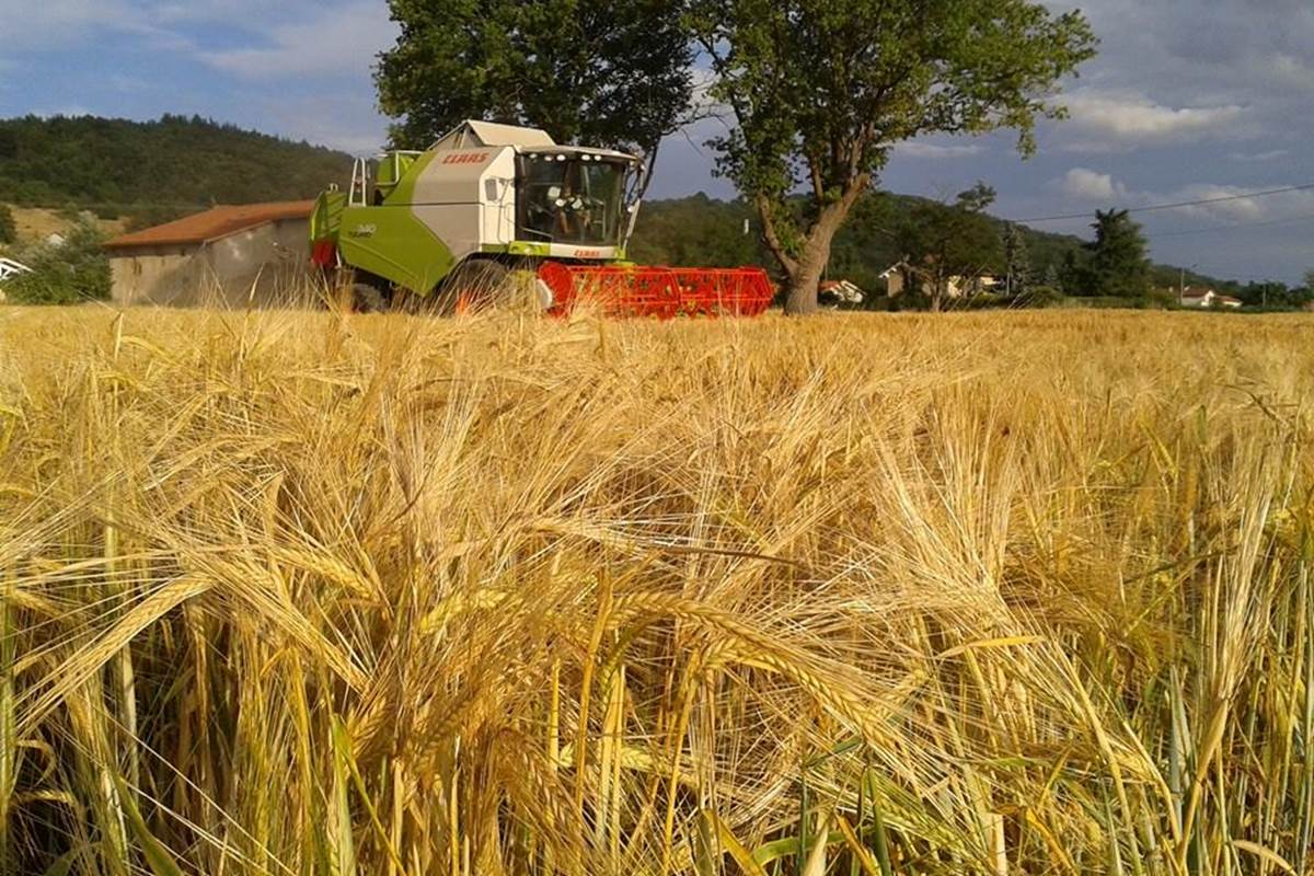 Ferme des delices foreziens, moisson orge, moissoneuse batteuse, claas, st cyr les vignes, loire forez, 42 - Copie