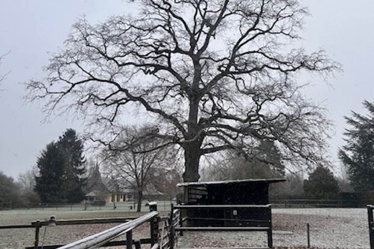 Le chêne majestueux