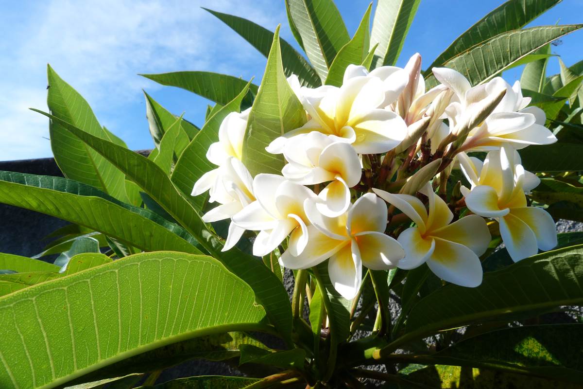 L'Orée du Maïdo - fleur de frangipanier