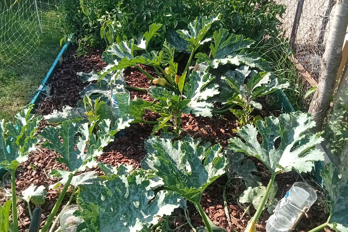 Salades au potager