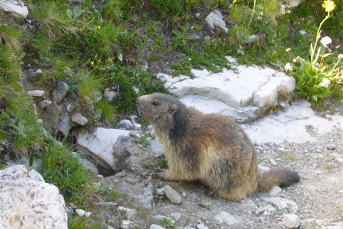 marmotte buissonniere