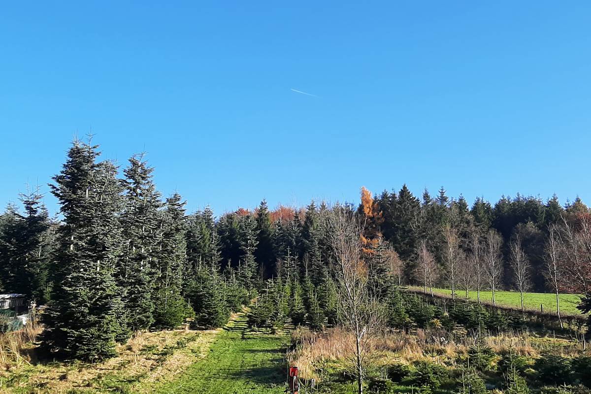 Vue depuis le velux du salon vers l'arrière en automne