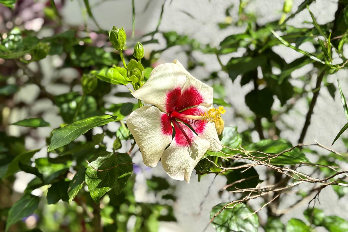 Hibiscus du jardin !