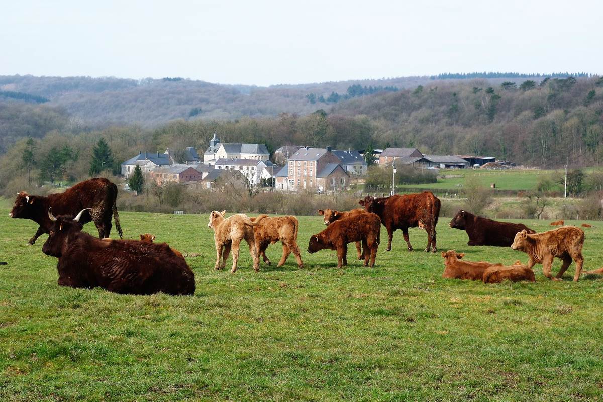 Le hameau rural de Xhignesse logé dans la verdure