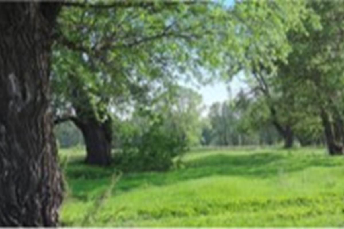 Image1