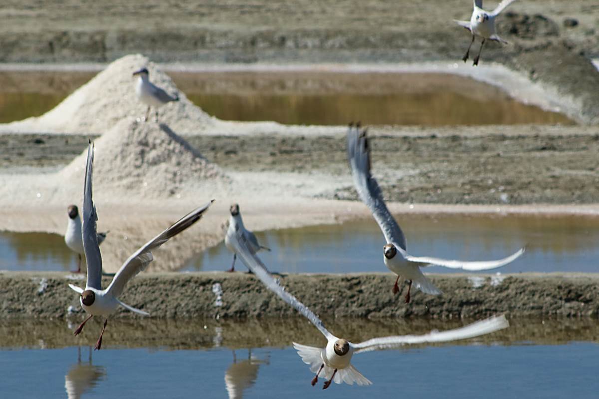 Re´_marais_salants_mouettes