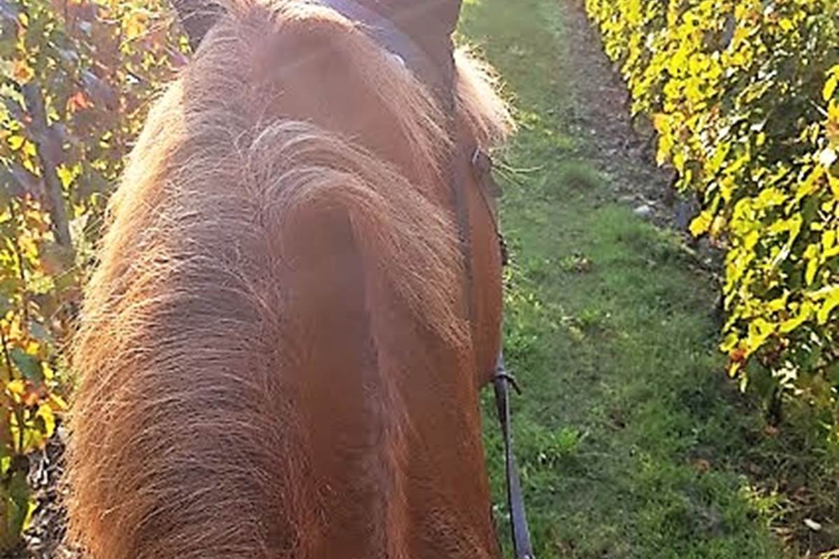 vue des vignes à cheval