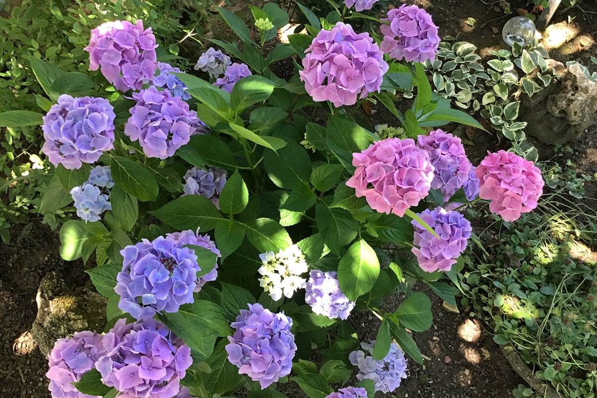 Les hortensias au jardin Marie