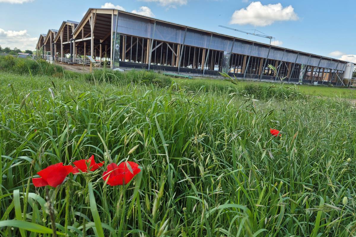Ferme des Délices Foréziens à Saint Cyr les Vignes