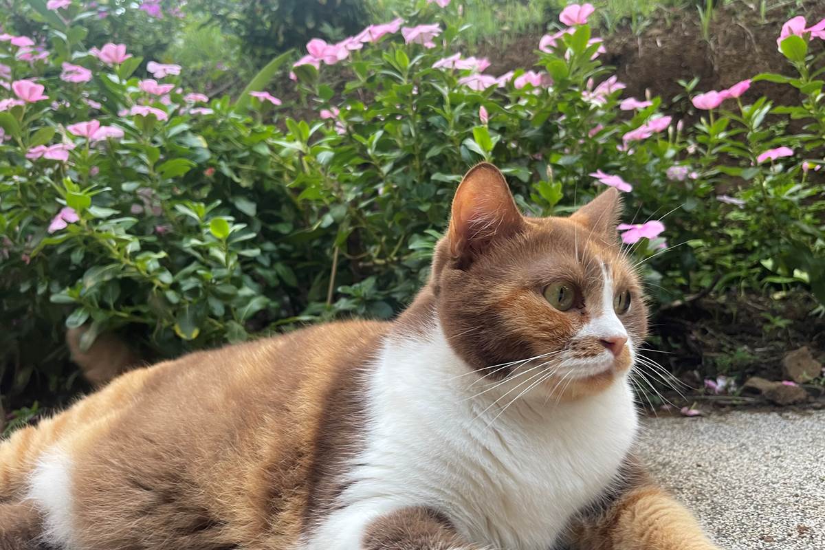 Le chat de la maison