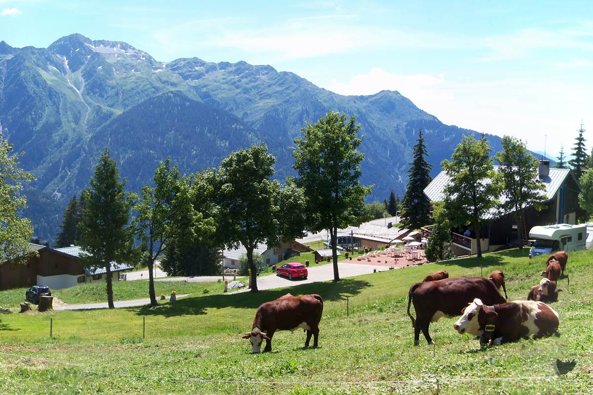 Vaches panorama