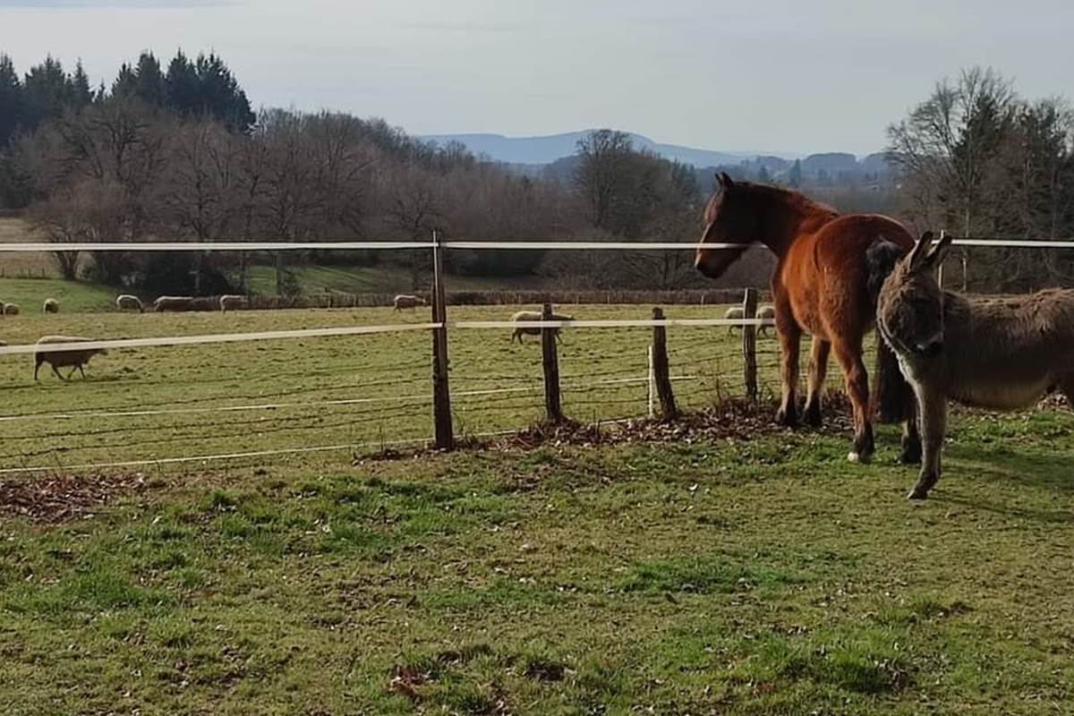 chambreshotes-animaux-cantal-cheval-ane