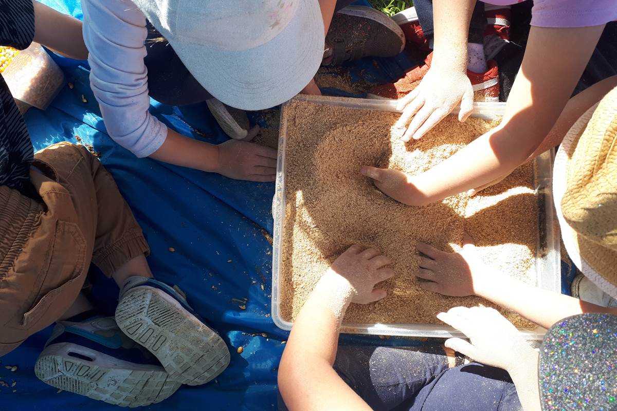 la ferme des delices foreziens, ferme pedagogique, visites familles,boîtes sensorielles,céréales,farine,st cyr les vignes, loire forez, 42
