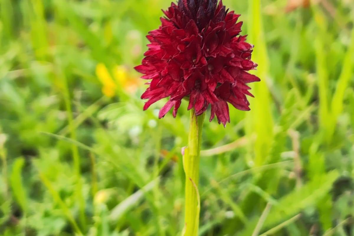 nigritelle-orchis-vanillé-cathie