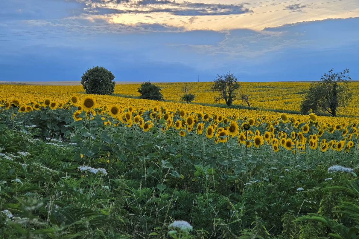 Vue derrière la maison cet été 2025