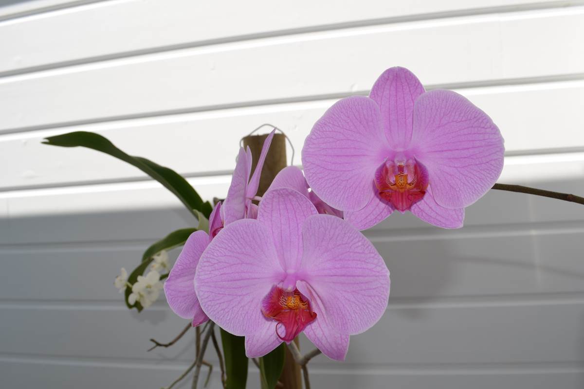 Orchidée