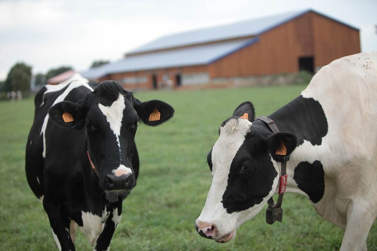 vaches_ferme_des_delices_abphotographies