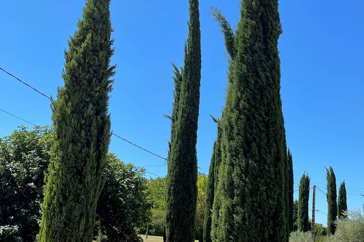 L'allée des cyprès de Florence