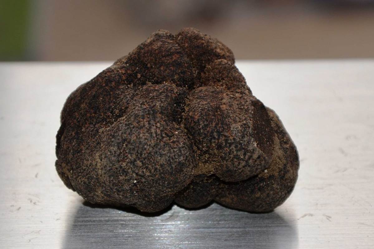 Marché aux truffes de Saint-Paul-Trois-Châteaux