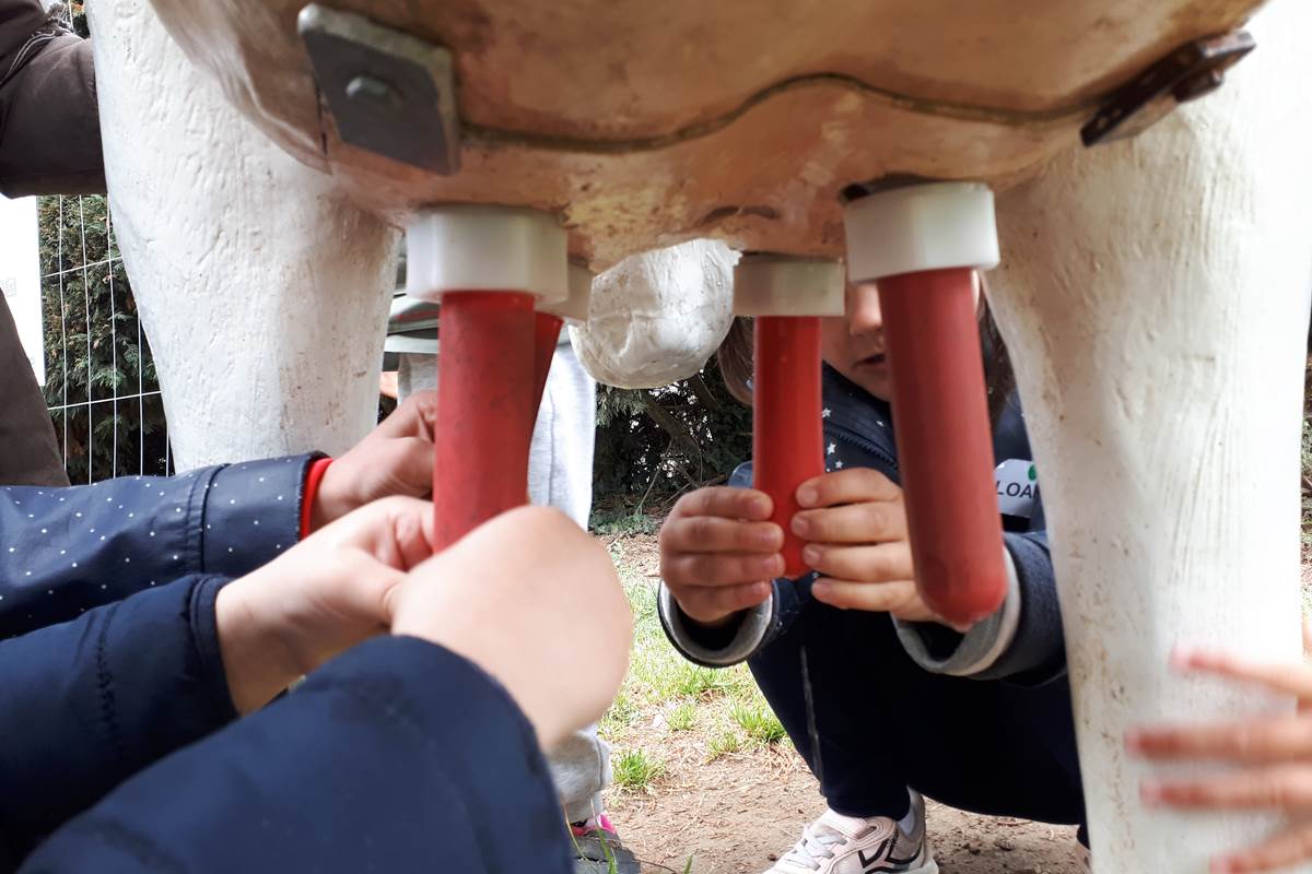 la ferme des delices foreziens, ferme pedagogique,vache à traire, mamelle,visites familles,enfants, adultes,st cyr les vignes, loire forez, 42