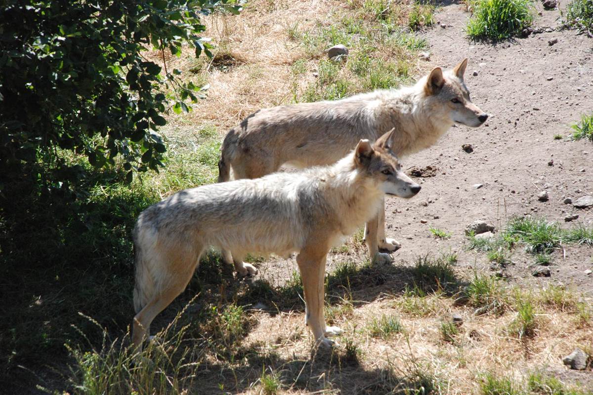 Les visites des environs: au pays de la Bête du Gévaudan (la légende), le Parc des Loups du Gévaudan, une réalité plus heureuse et agréable