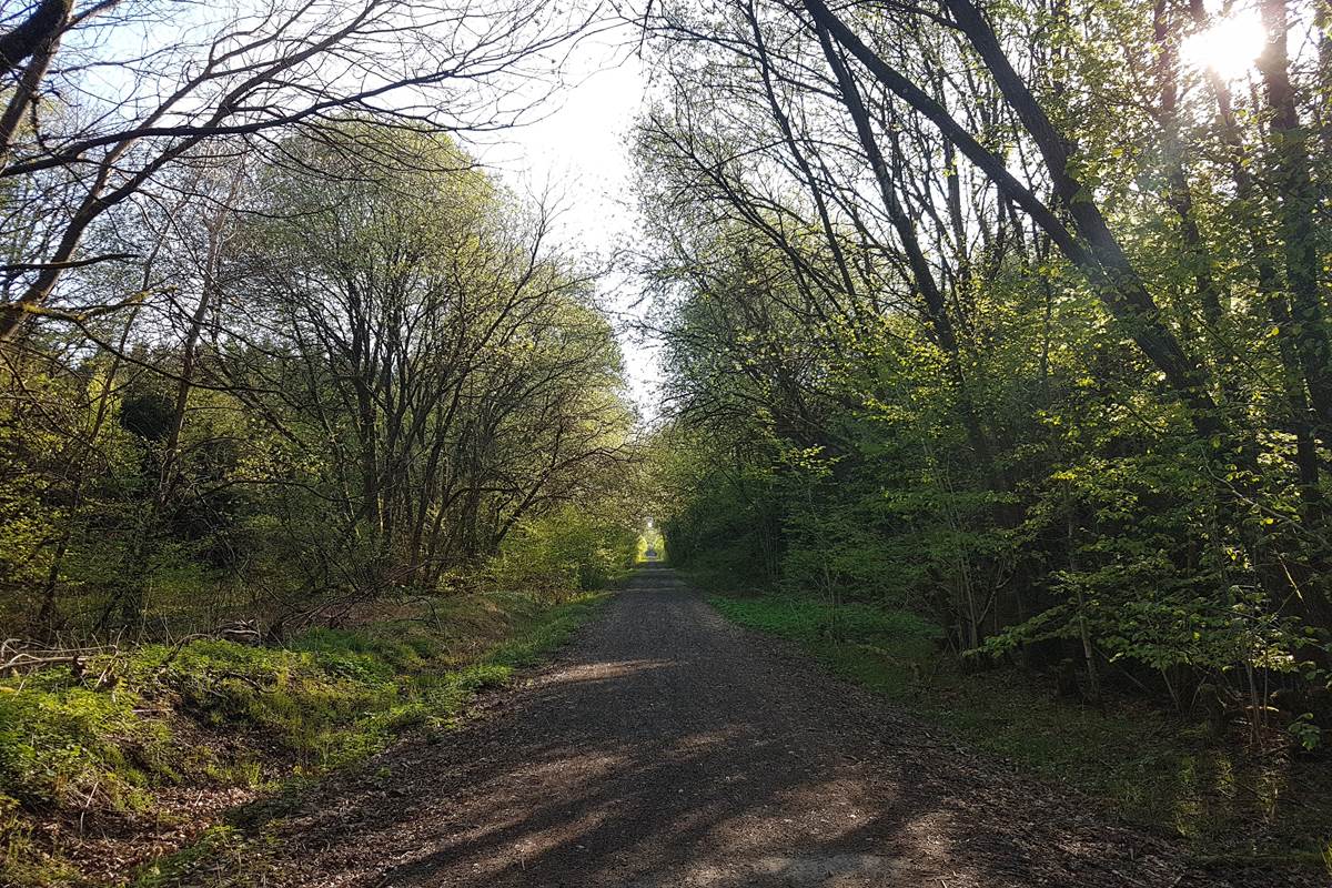 La forêt et le pré-Ravel à proximité