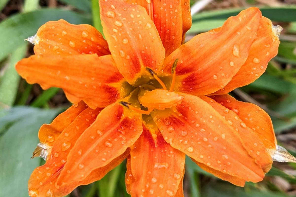 au jardin...
