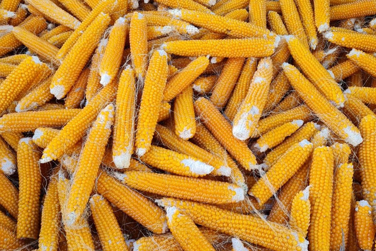 aff74019-bf59-4f15-ba75-9187e573d0c9