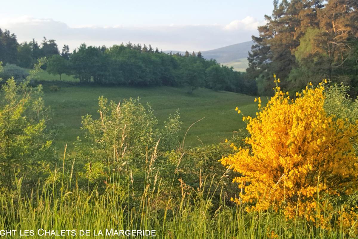 Les Chalets de la Margeride: Paysage prairie