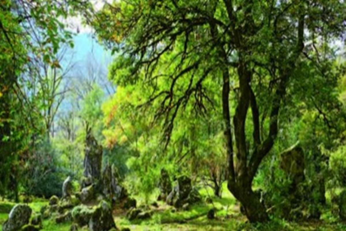 Ver Jardin Jaysinia