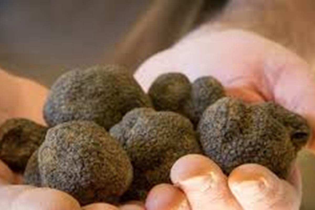 Les truffes de Saint Paul trois chateaux - drome Provençale