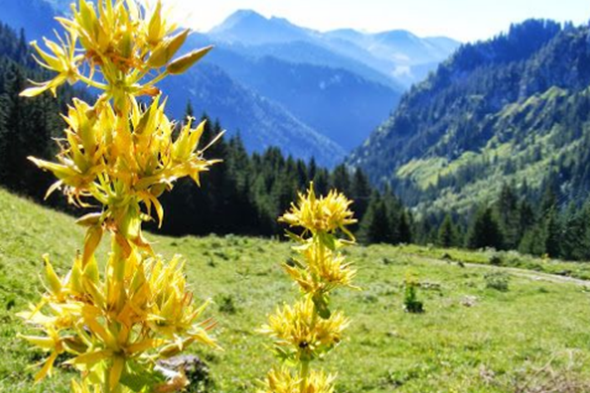 Capture fleurs