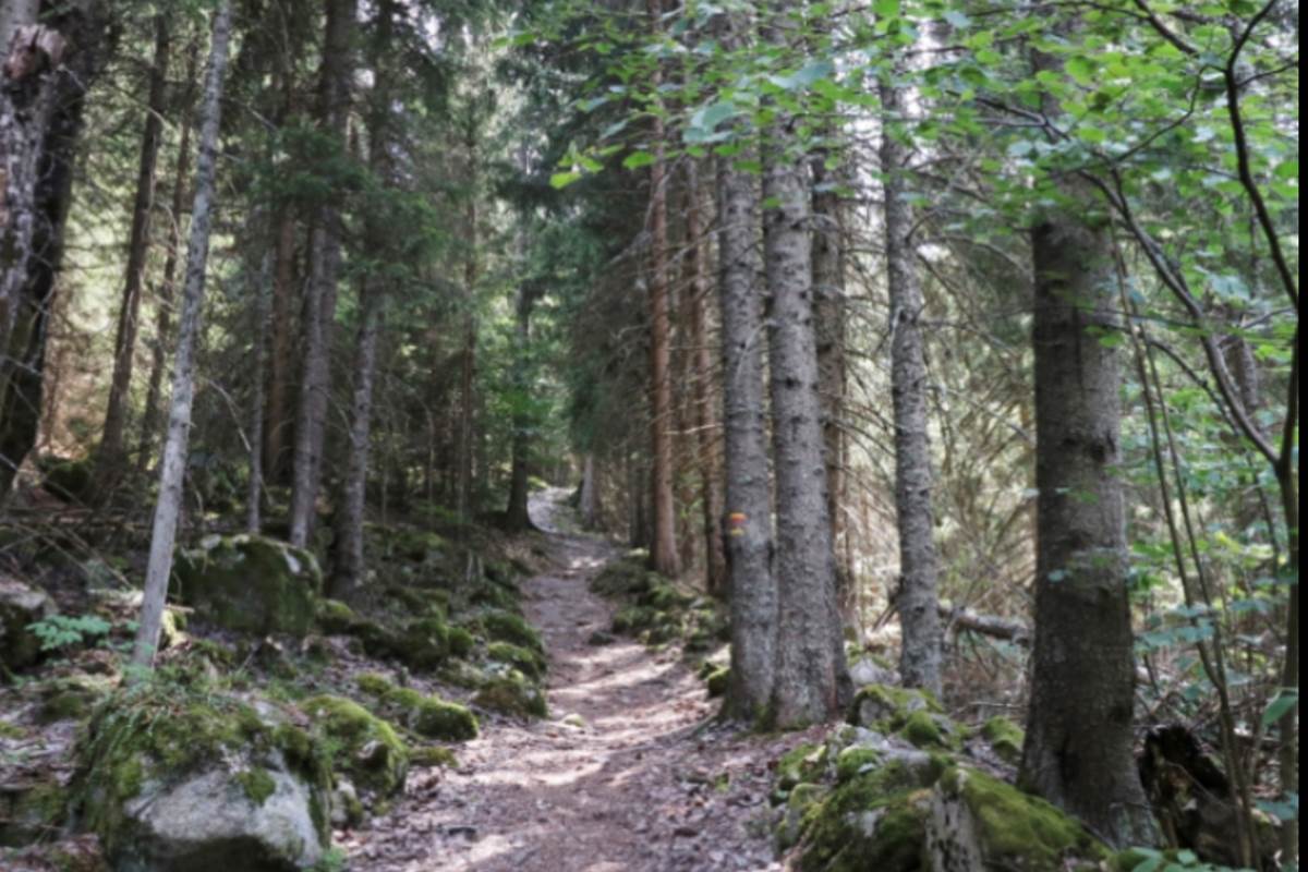 foret