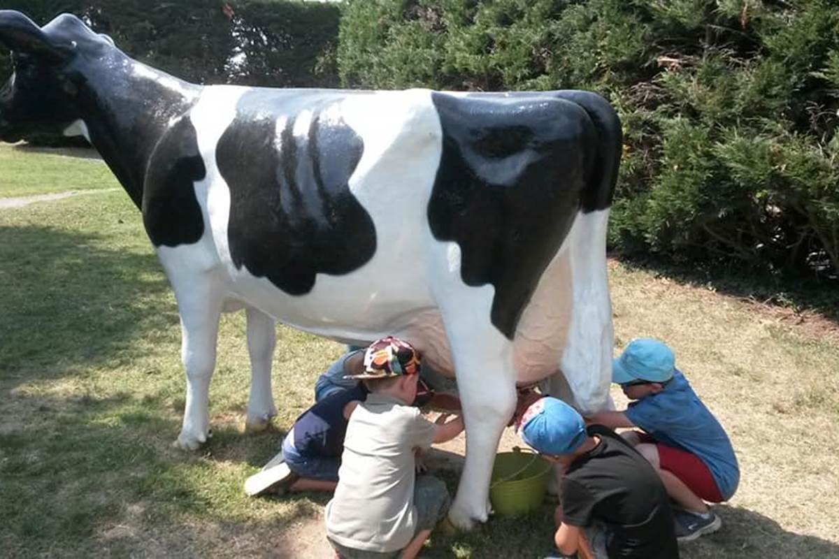 traite de la vache