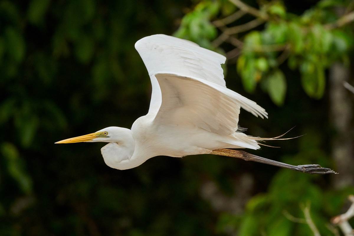 Aigrette sur le Tarn