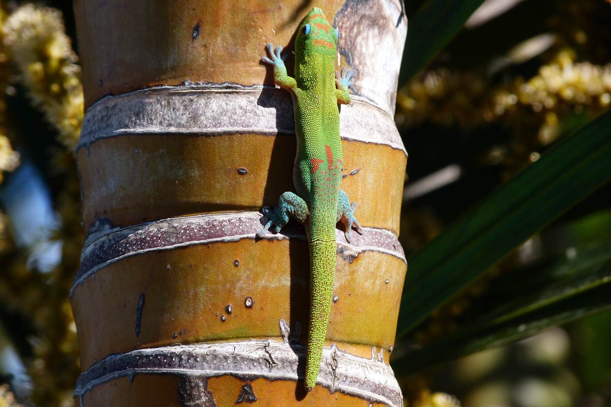 L'Orée du Maïdo - gecko vert fait bronzette