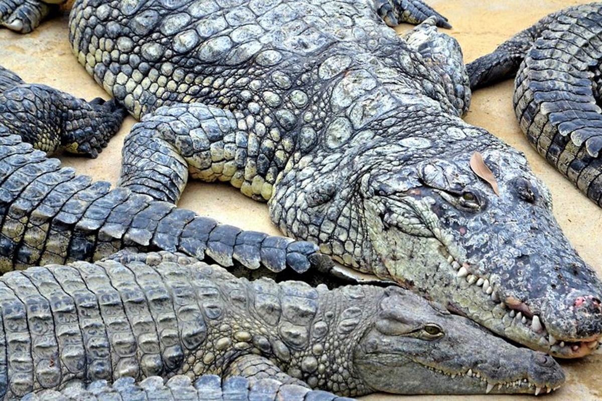 La ferme aux crocodiles