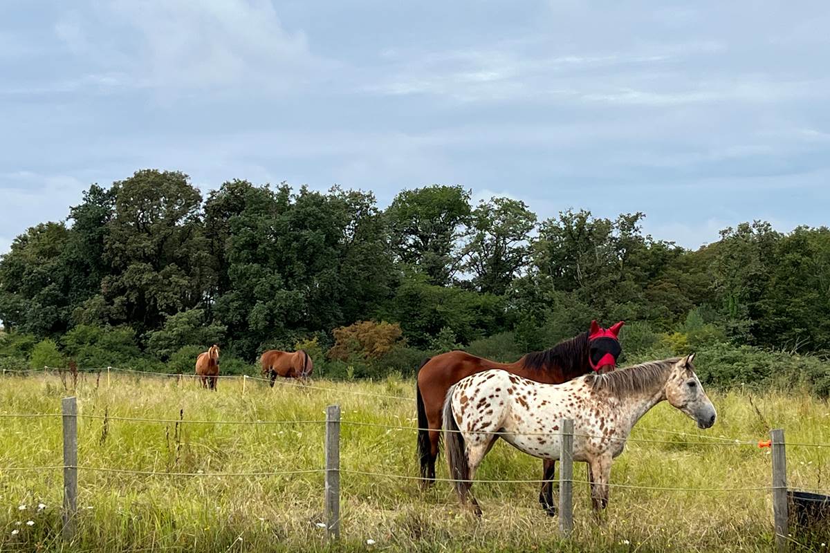 Randonnée à cheval