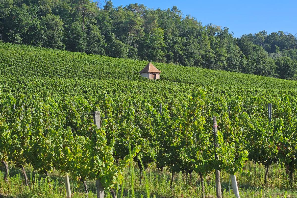 Vignoble-Bergeracois-Périgord Pourpre