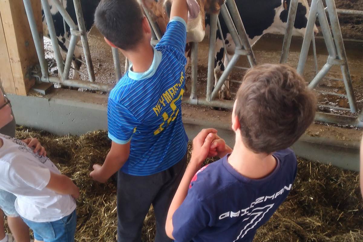 challenge fermier vache enfant