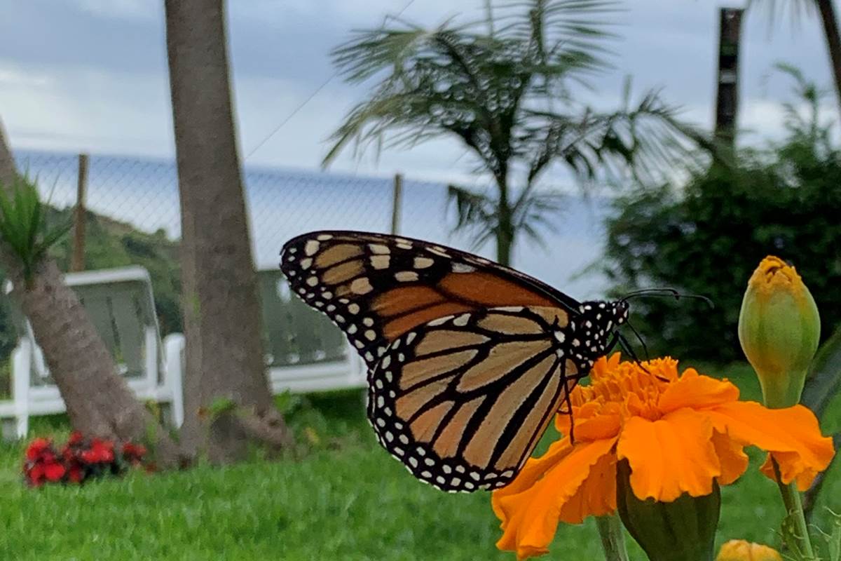 Le jardin et ces invités