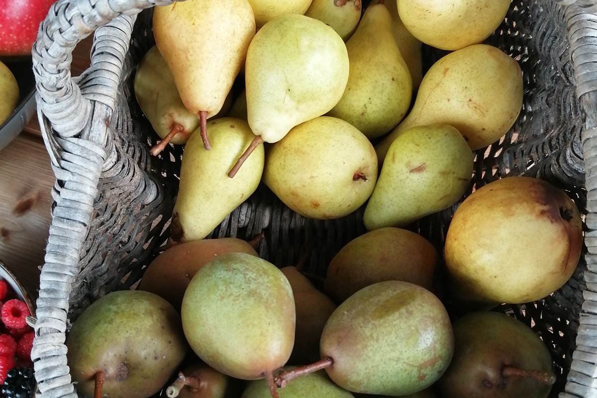 Les poires du jardin