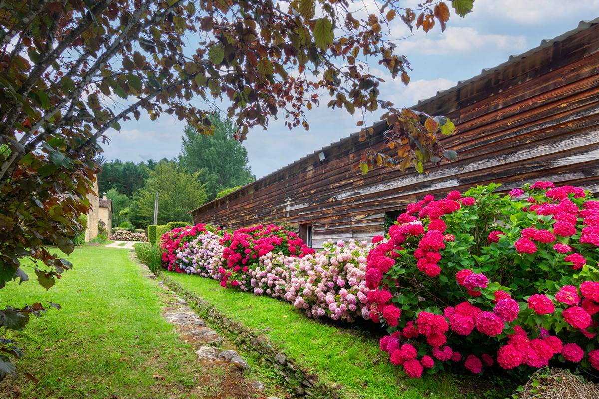 Allée d'hortensias en fleurs