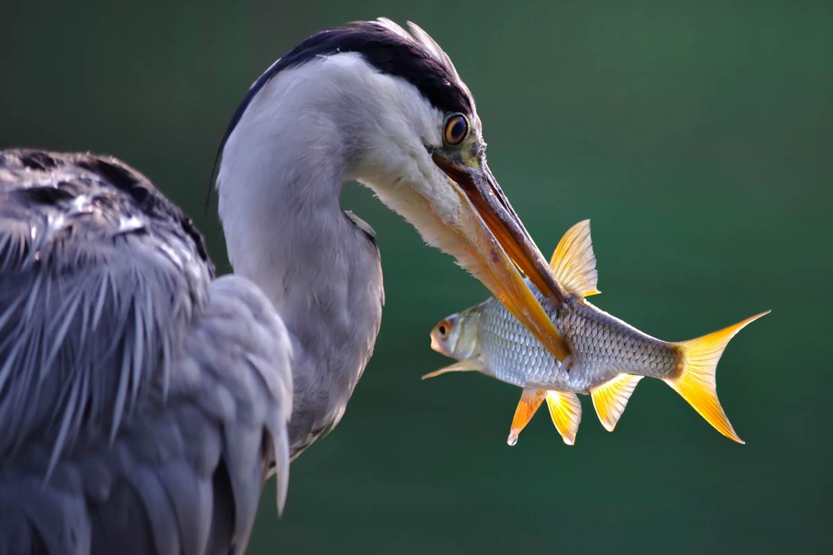 La pêche a été bonne pour le héron cendré
