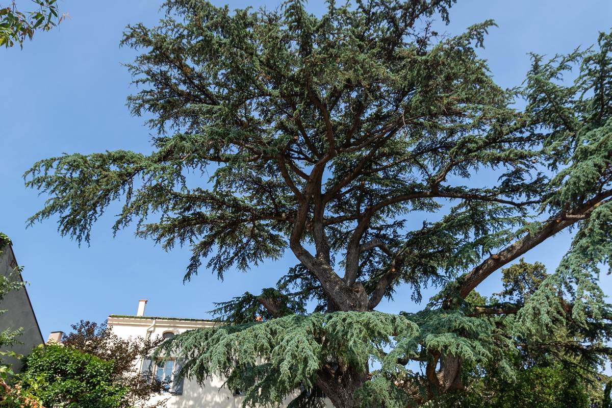 Tressere-9513