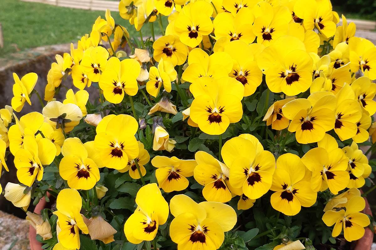 fleurs