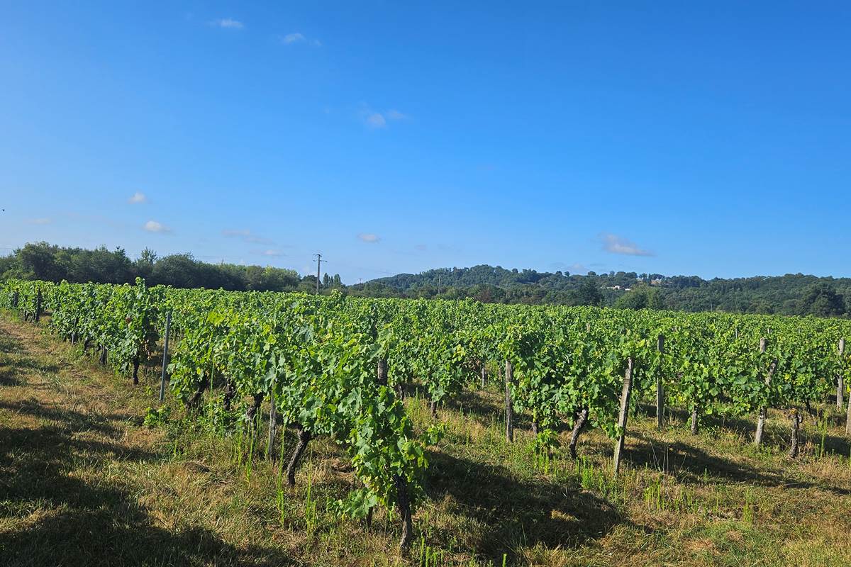 Vin-vigne-Bergerac