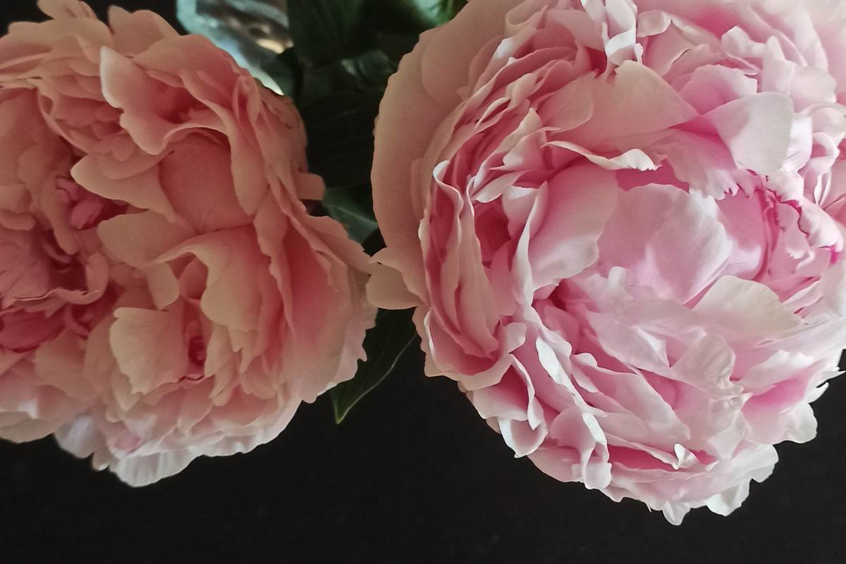 pivoines du jardin