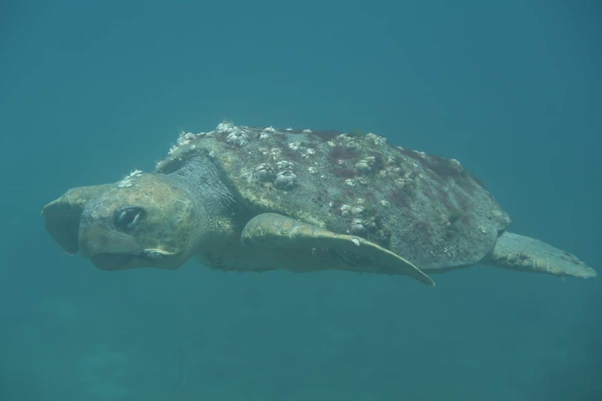 tortue à Deshaies