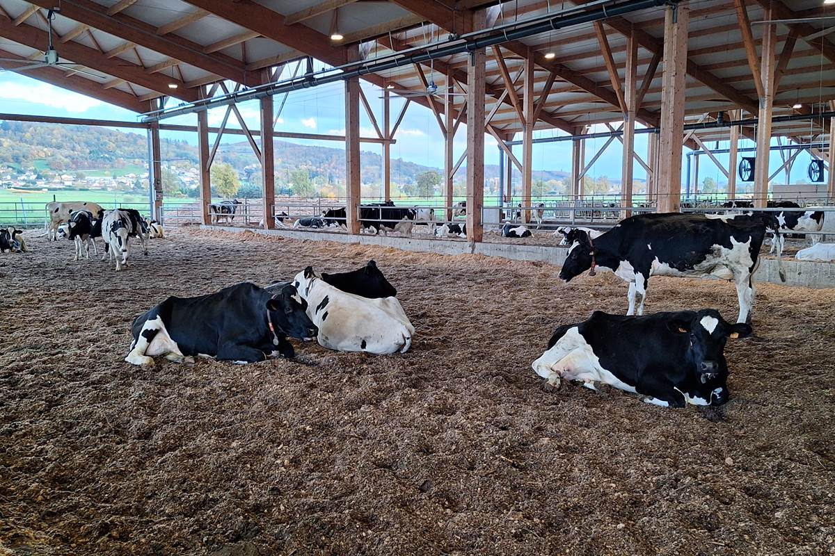 ferme des delices foreziens, visite, famille, vache, goûter, chocolat liegeois, loire, forez,est